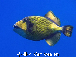 Titan triggerfish taken at Ras Umm Sid while snorkeling w... by Nikki Van Veelen 